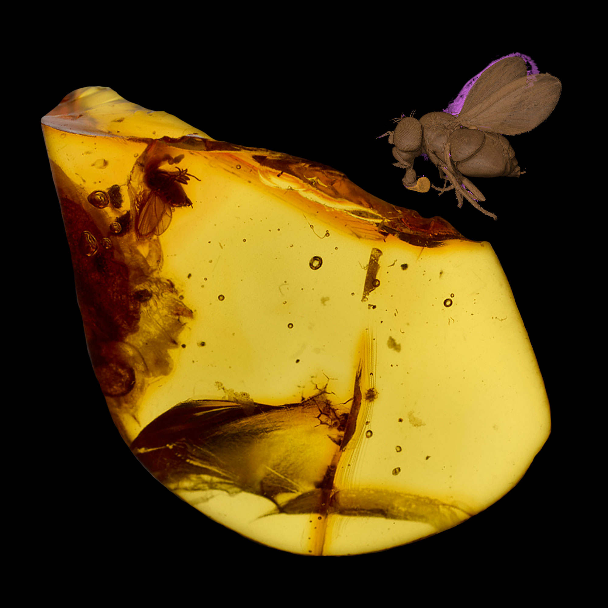 Insects_in_amber